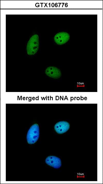 MAF1 Antibody (aa1-201)