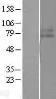 CD119 / IFNGR1 Protein (Over-Expression Lysate Myc-DDK (Flag))