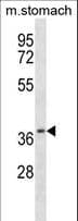 Polyclonal Rabbit anti-Mouse CSNK2A2 Antibody (aa4-32, WB)