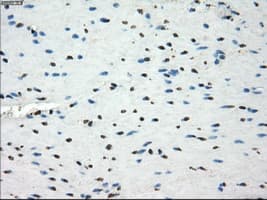 LTA4H / LTA4 Antibody (clone OTI2C5)