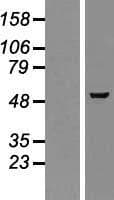 GMEB2 Protein (Over-Expression Lysate Myc-DDK (Flag))