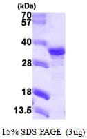 Human NECAP2 Protein (Recombinant His)