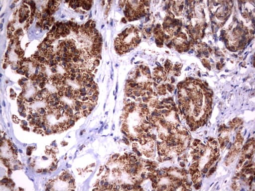 Monoclonal Mouse anti-Human HADH Antibody (clone UMAB151, aa57-314, IHC, WB)