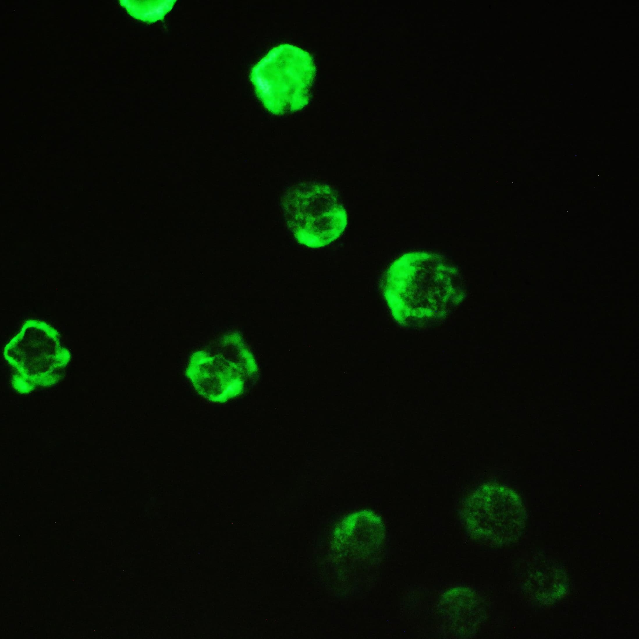 PPIA / Cyclophilin A Antibody