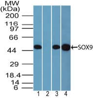 IHC-plus™ SOX9 Antibody (aa225-275)