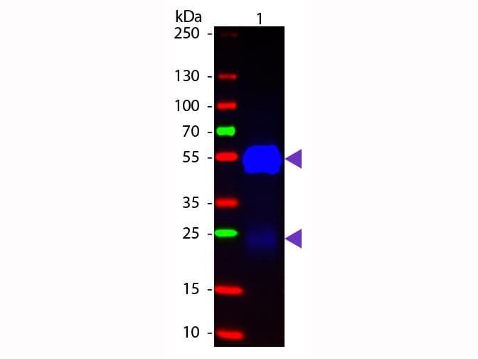 Polyclonal Goat Anti-Rabbit IgG Secondary Antibody (Fab, FITC, IF, WB)