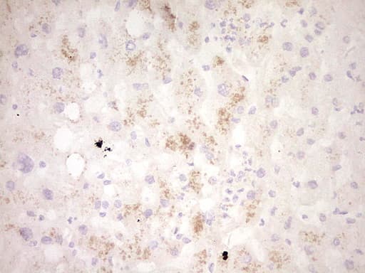 CLOCK Antibody (aa1-285, clone OTI2G10)