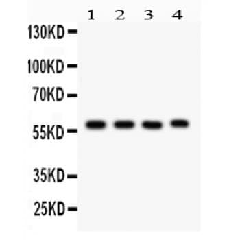 CYP1A1 Antibody (aa183-320)