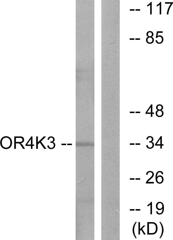 Polyclonal Rabbit anti-Human OR4K3 Antibody (IF, WB)