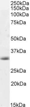 CASP3 / Caspase 3 Antibody (aa101-112)