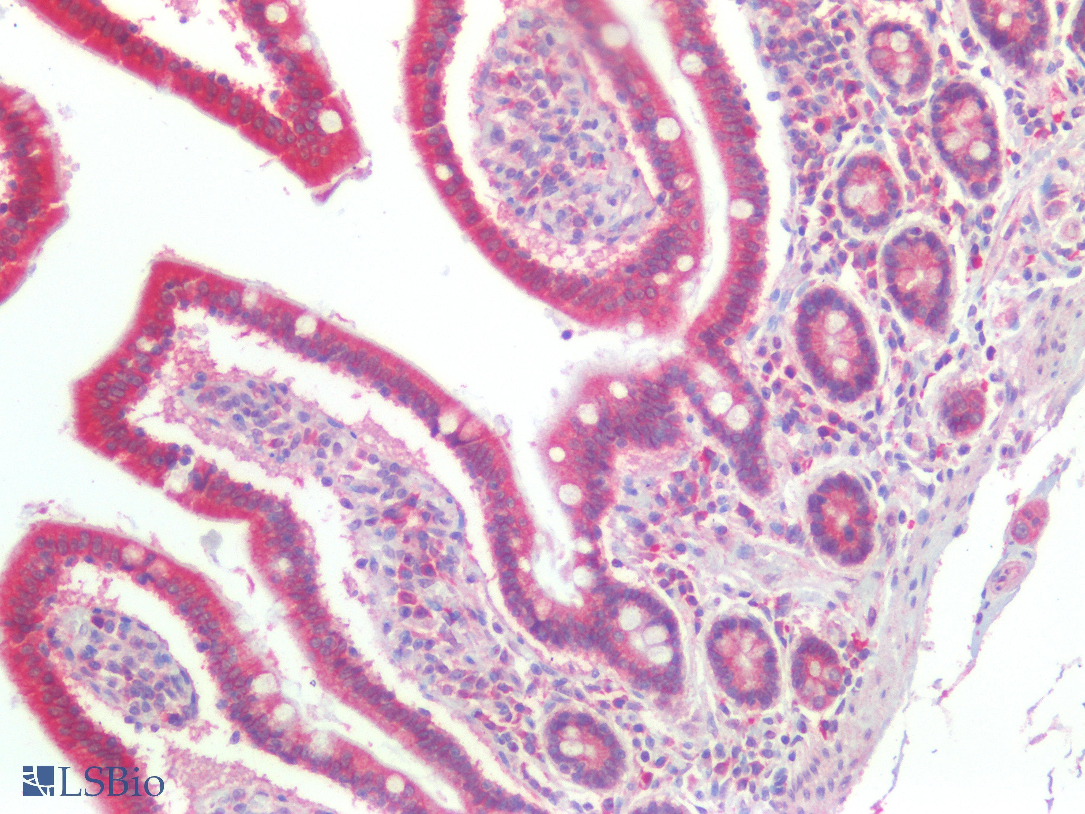 PathPlus™ TJP1 / ZO-1 Antibody