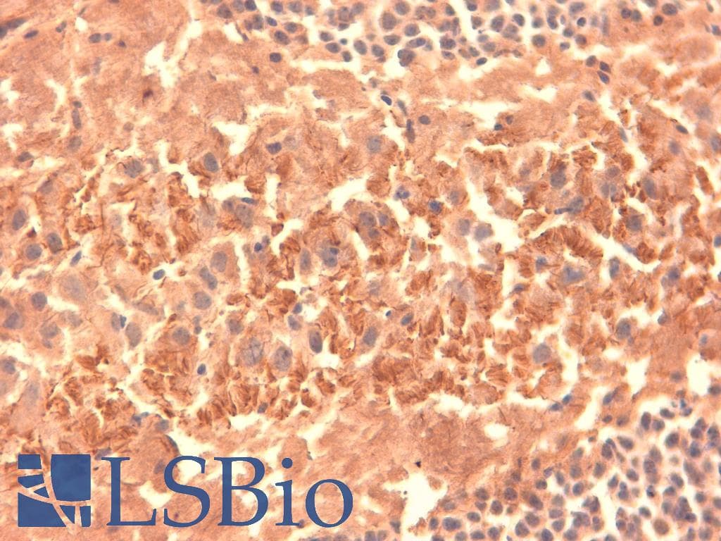 HCN4 Antibody (aa1019-1198, clone S114-10, PerCP)