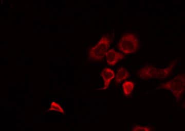 CHST10 Antibody