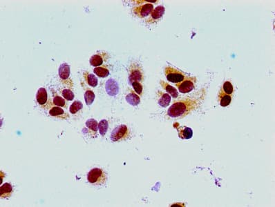 HIST1H1E Antibody