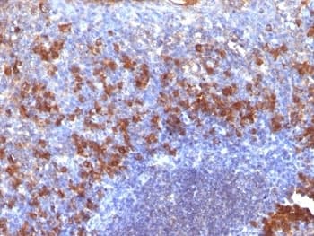 Monoclonal Mouse Biotin Antibody (clone SPM375, IHC, IF, WB)