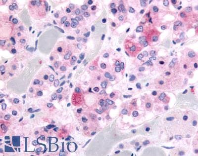 PathPlus™ GHSR / Ghrelin Receptor Antibody (N-Terminus)