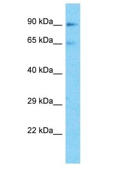 RAF1 / RAF Antibody (aa241-290)