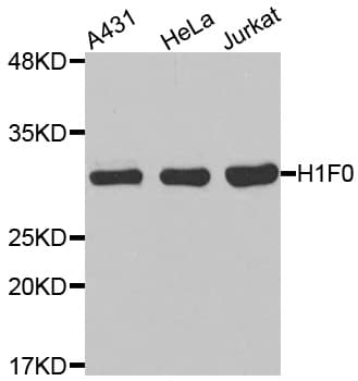 H1F0 Antibody