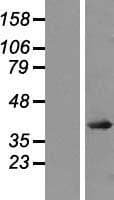 AP-1 / JUND Protein (Over-Expression Lysate Myc-DDK (Flag))