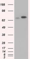 Heat Shock Protein 70 / HSPA1A Antibody (clone OTI3C6)