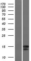 IL4 Protein (Over-Expression Lysate Myc-DDK (Flag))