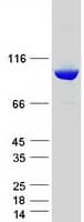 Human Dipeptidylpeptidase 8 / DPP8 Protein (Recombinant Myc-DDK (Flag))