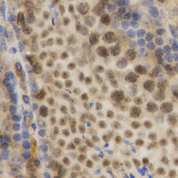 ELAVL1 / HUR Antibody