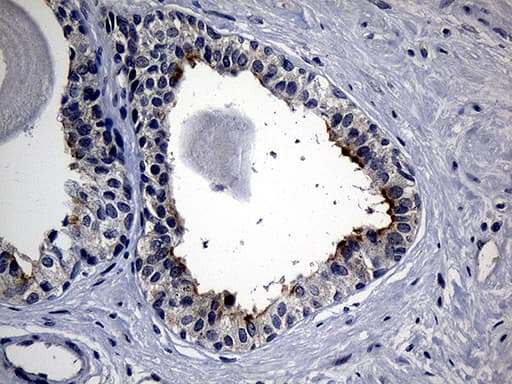 Monoclonal Mouse anti-Human SYTL4 / Granuphilin Antibody (clone OTI2E11, IHC, WB)