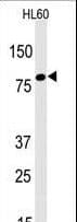 IHC-plus™ LEO1 Antibody (aa130-159)