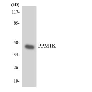 PPM1K Antibody (aa190-239)
