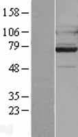 ADGRG7 / GPR128 Protein (Over-Expression Lysate Myc-DDK (Flag))