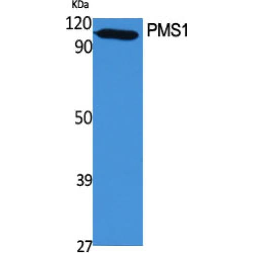 HPMS1 / PMS1 Antibody (410-490 aa, Internal)