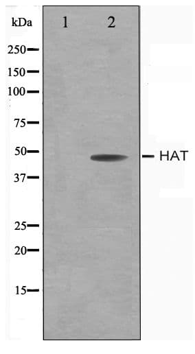 TMPRSS11D / HAT Antibody