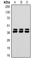 DUSP6 / MKP3 Antibody