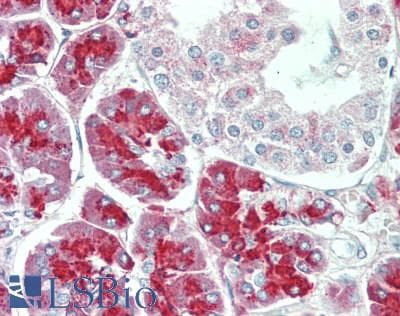 IHC-plus™ KLK10 / Kallikrein 10 Antibody