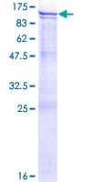 Human ANKZF1 Protein (Recombinant GST)