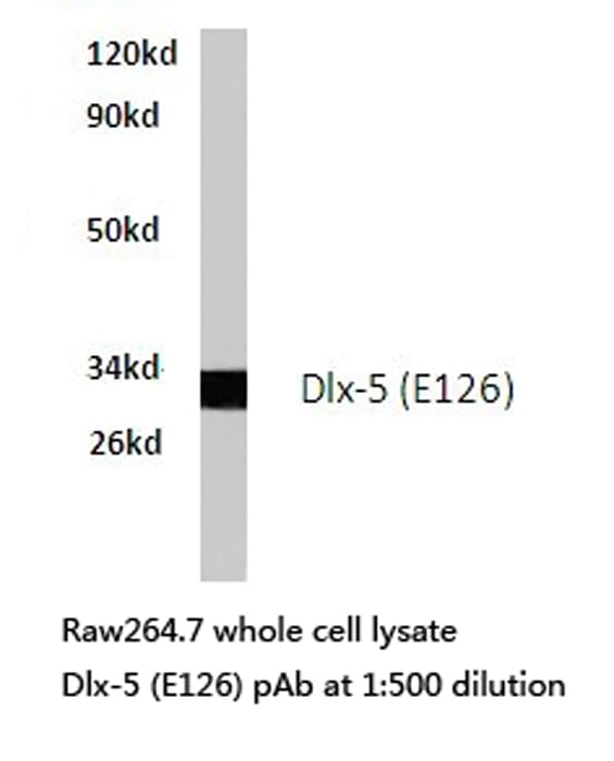 DLX5 Antibody (Glu126)