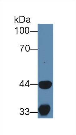HADH Antibody (HRP)