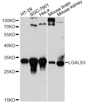 LGALS3 / Galectin 3 Antibody