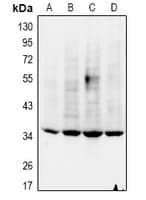 NANOG Antibody