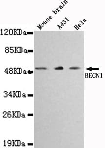 BECN1 / Beclin-1 Antibody