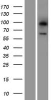 LGI3 Protein (Over-Expression Lysate Myc-DDK (Flag))