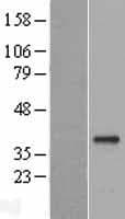 Human GDF15 Protein (Over-Expression Lysate Myc-DDK (Flag))