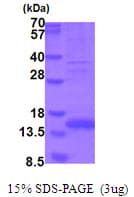 Human MSTN / GDF8 / Myostatin Protein (Recombinant His)