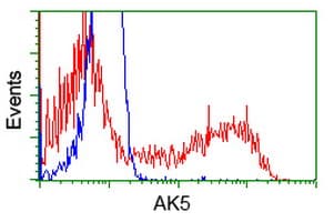 AK5 / Adenylate Kinase 5 Antibody (clone OTI2A6)