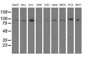 ANAPC2 / APC2 Antibody (clone OTI1B11, Carrier-free)