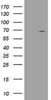 Monoclonal Mouse anti-Human DDX59 Antibody (clone OTI2G1, Carrier-free, aa1-303, IHC, WB)