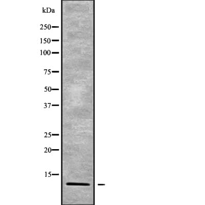 POLR2K Antibody