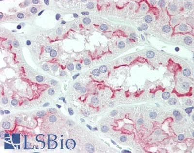 IHC-plus™ PC5 / PCSK5 Antibody