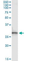 SPR Antibody (clone 4F2)